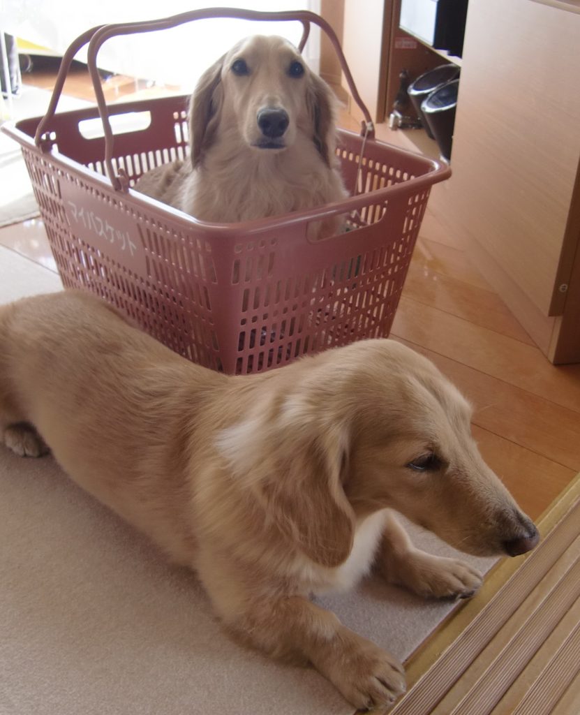 ミニチュアダックスの習性 犬と永久に