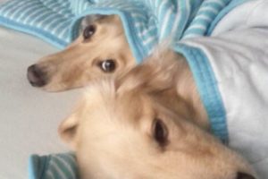 はるおやよい