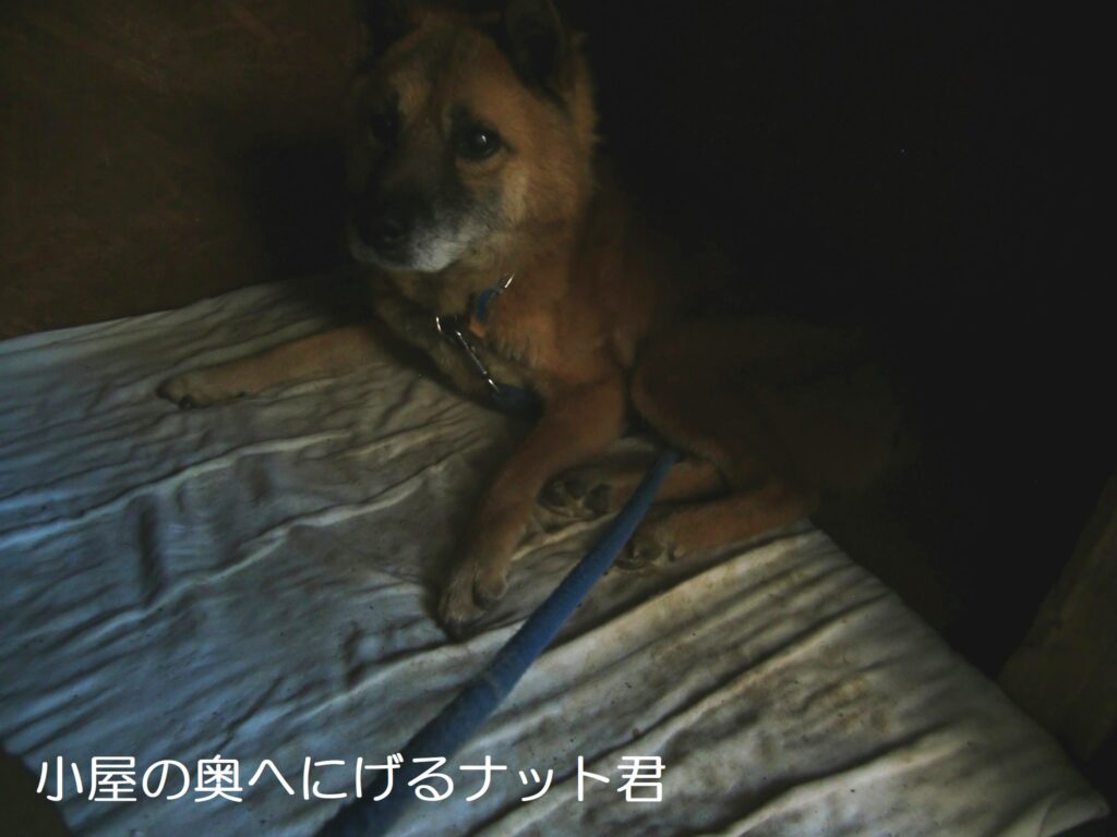 千葉ﾃﾞｺﾚ犬
