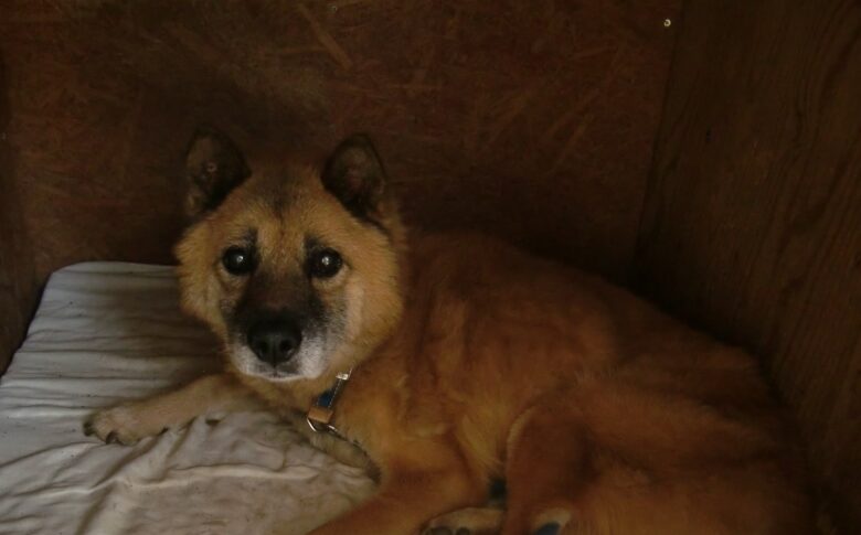 老犬介護 食べない悩み解消 犬と永久に