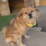 愛犬にネッククーラー