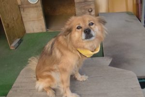 愛犬にネッククーラー