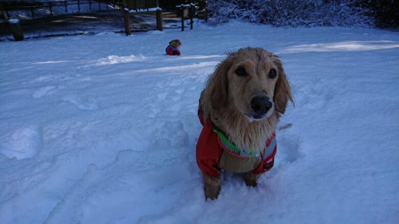 犬と雪