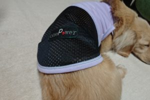 夏の犬服