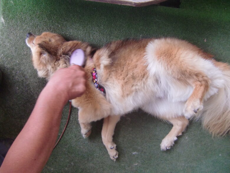 犬の夏対策