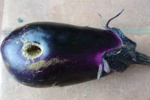 ナスに穴