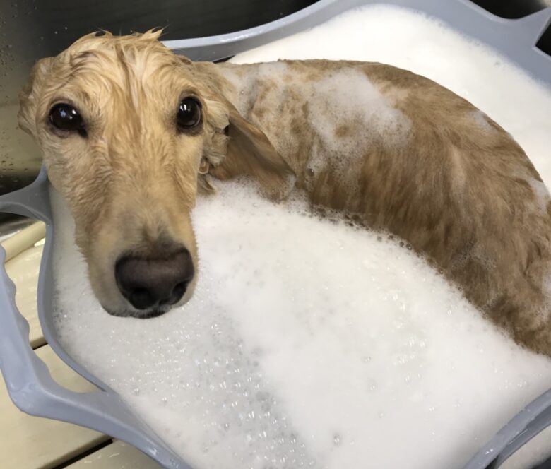 犬の洗いはシャンプー(洗剤)の使いすぎに注意！