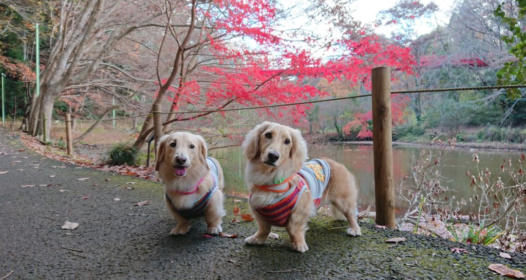 紅葉と犬