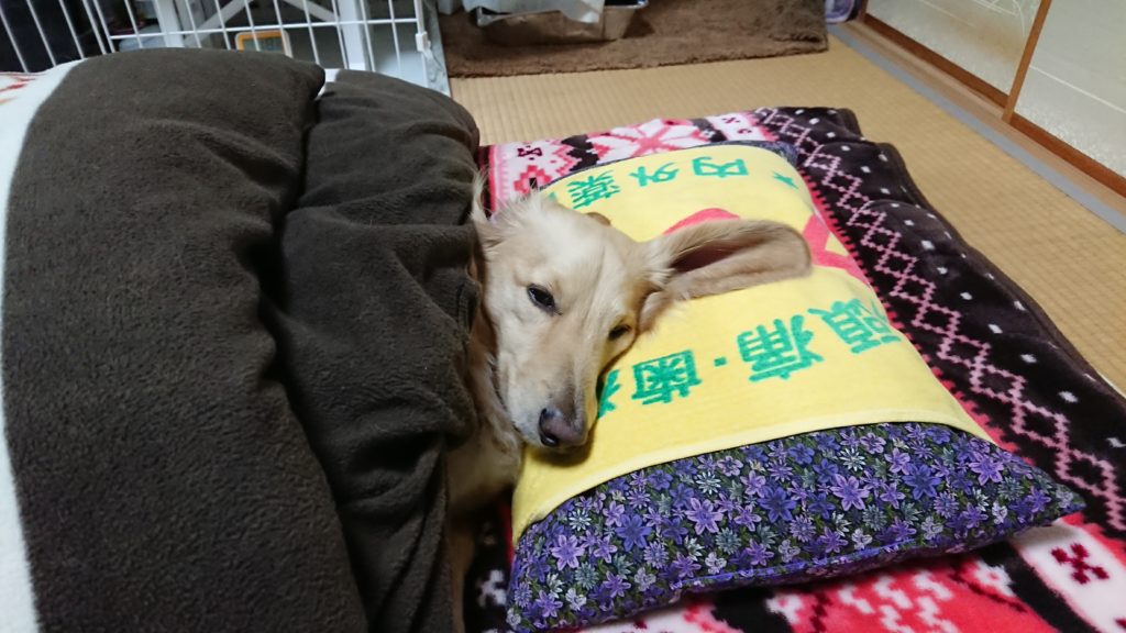 布団で寝る犬