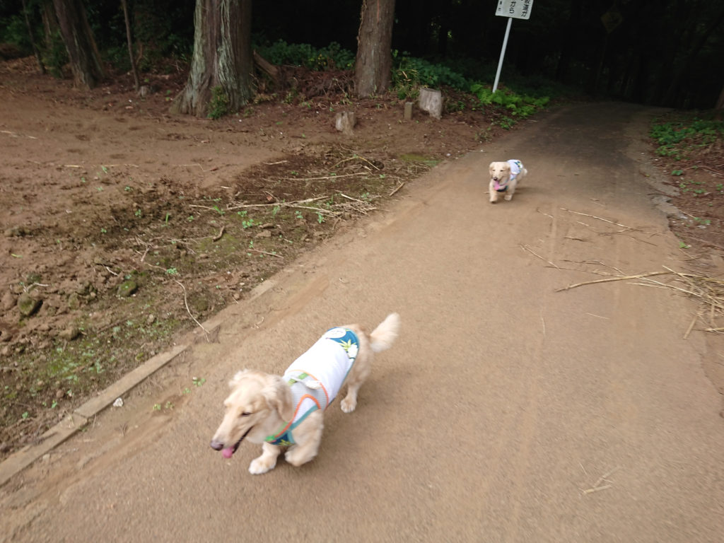 ダックスの夏服に涼しげなノースリーブを採用 犬と永久に