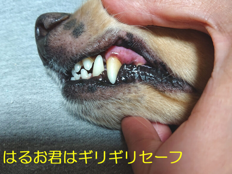 犬の歯ぐきチェック