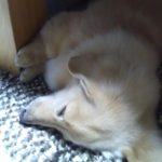 犬の歯周病