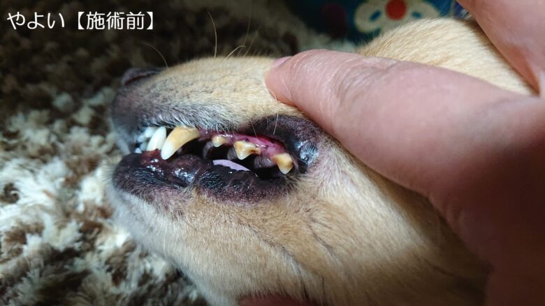 犬の歯周病