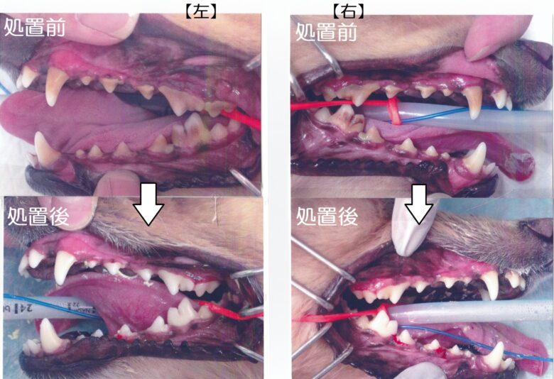 犬の歯石除去画像