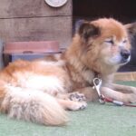 犬の年齢計算方法