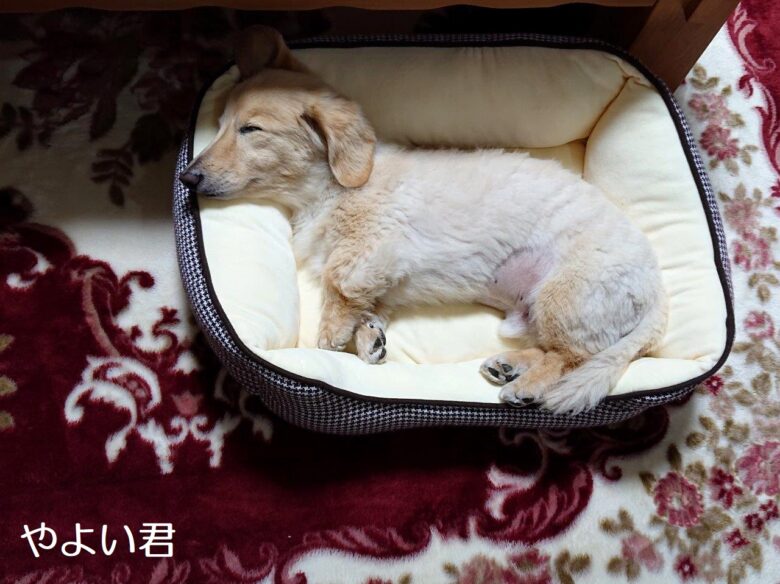 千葉デコレ